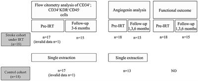 Importance of Angiogenin and Endothelial Progenitor Cells After Rehabilitation Both in Ischemic Stroke Patients and in a Mouse Model of Cerebral Ischemia